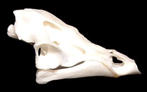 Mystery Skull Challenge
