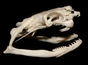 Mystery Skull Challenge