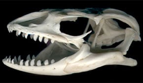 Mystery Skull Challenge