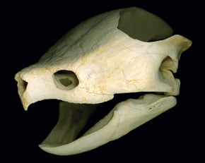 Mystery Skull Challenge