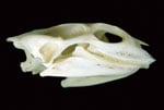 Mystery Skull Challenge May-June 2009