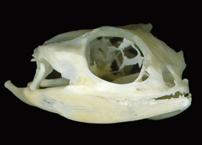Mystery Skull Challenge