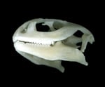 Mystery Skull Challenge January-February 2010