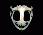 Mystery Skull Challenge February-March 2010