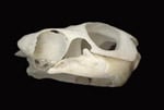 Mystery Skull Challenge April-May 2011