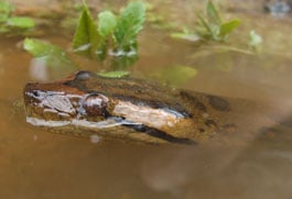 The mystery skull is the Green Anaconda