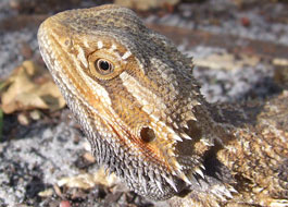 The mystery skull is the Bearded Dragon Lizard