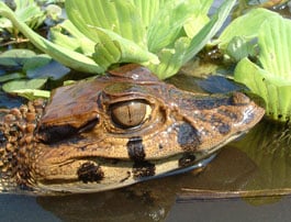 The mystery skull is the Black Caiman