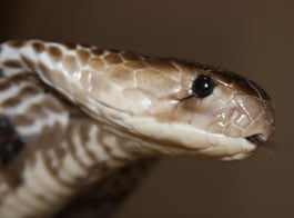 The mystery skull is the Indian Cobra