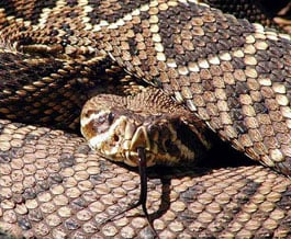 The mystery skull is the Eastern Diamondback Rattlesnake