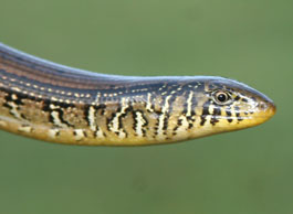 The mystery skull is the Eastern Glass Lizard