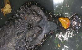 The mystery skull is the False Gharial