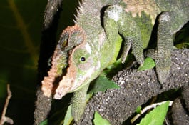 The mystery skull is the Fischer's Chameleon