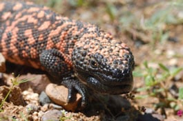 The mystery skull is the Gila monster
