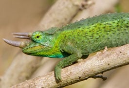 The mystery skull is the Jackson's chameleon