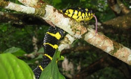 The mystery skull is the Mangrove Snake