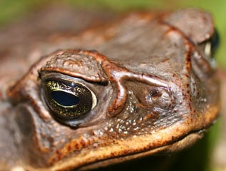 The mystery skull is the Marine Toad