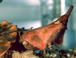 The mystery skull is the Matamata