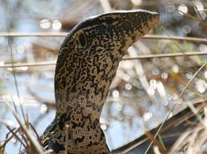 The mystery skull is the Nile Monitor