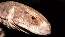 The mystery skull is the Savannah Monitor