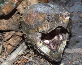 The mystery skull is the Alligator Snapping Turtle