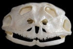 Mystery Skull Challenge December-January 2009