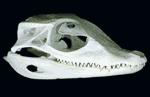 Mystery Skull Challenge October-November 2008