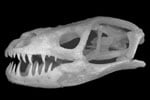 Mystery Skull Challenge July-August 2008