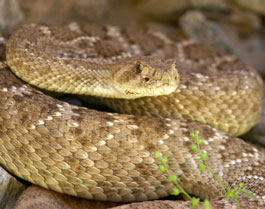 The mystery skull is the Western Diamondback Rattlesnake