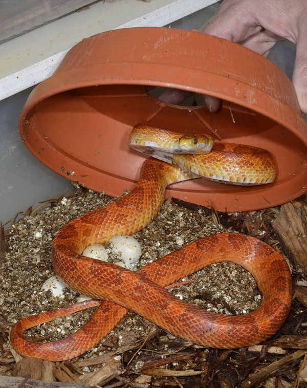 corn snake