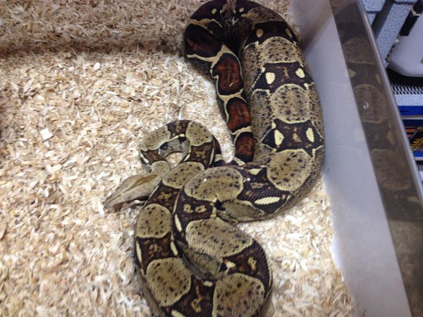 boa constrictors