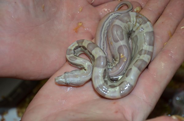 baby boa constrictor