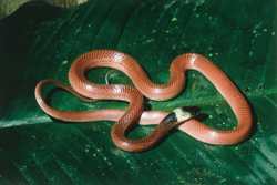 The Amazon held an untold treasure trove of exotic reptiles