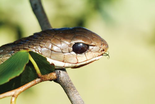 Boomslang