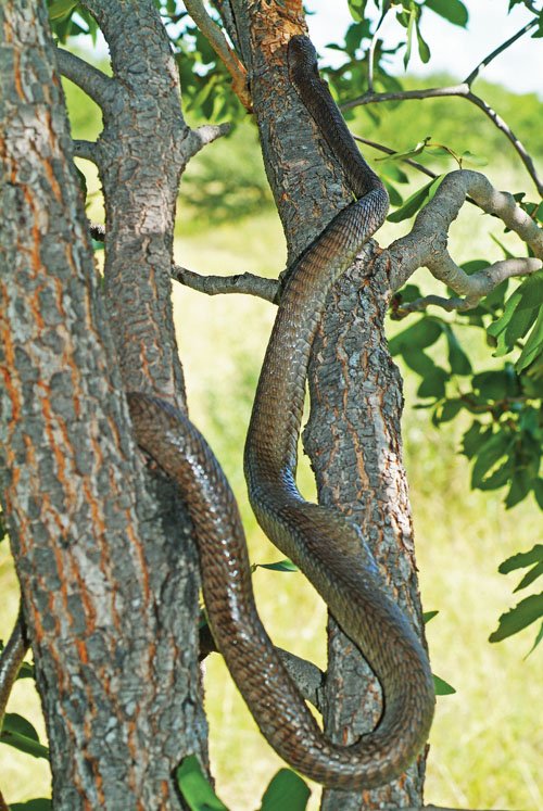 Boomslang