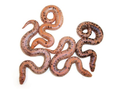 Blood red corn snake