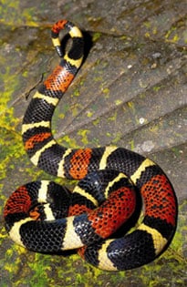 aquatic coral snake Micrurus surinamensis