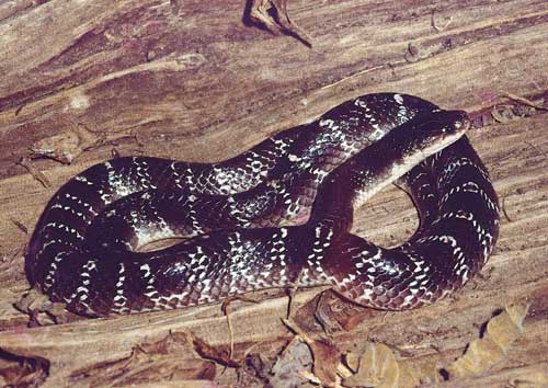 Indian krait