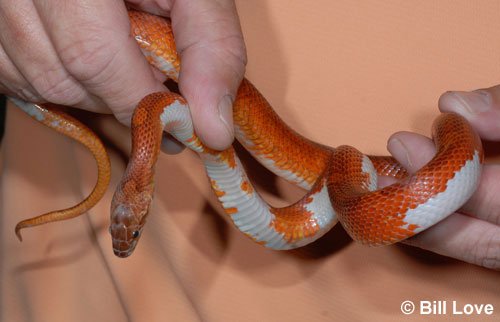 pied-sided corn snake