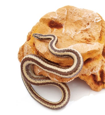 rosy boa snake