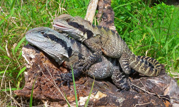 Australian water dragons