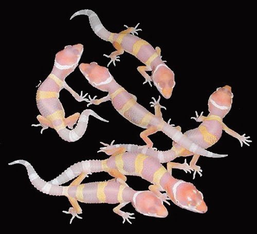 Albino Leopard Gecko Hatchlings