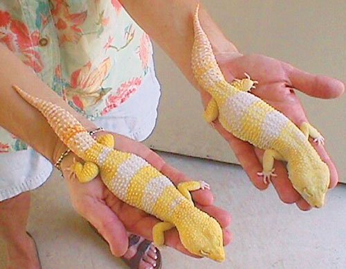 Super Giant Albino Leopard Geckos
