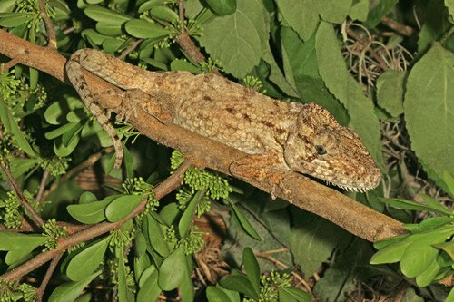 Cuba false chameleon