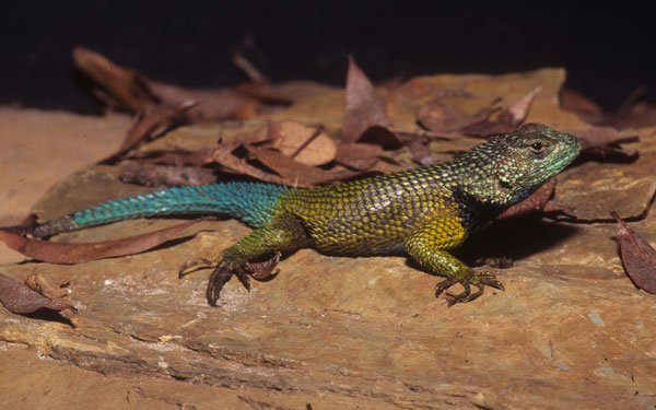 Emerald Spiny lizard