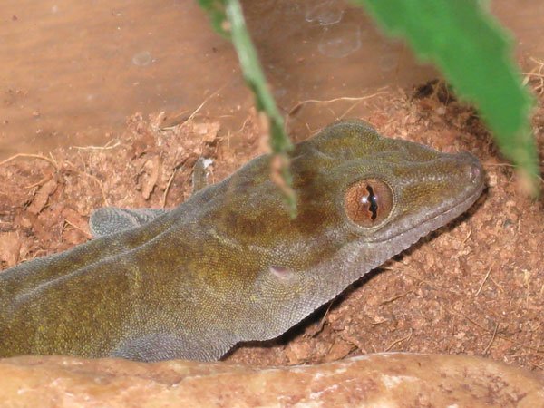 Golden gecko breeding