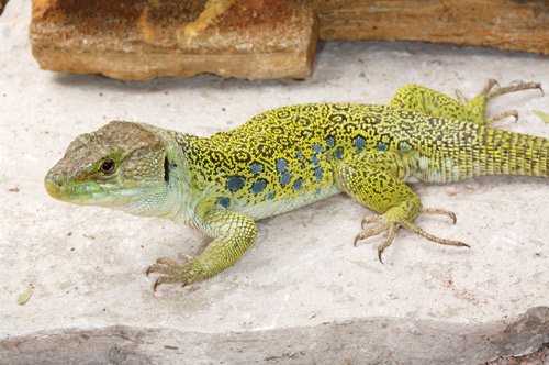 Jeweled Lacertas are aggressive during their breeding season which requires consistent feeding