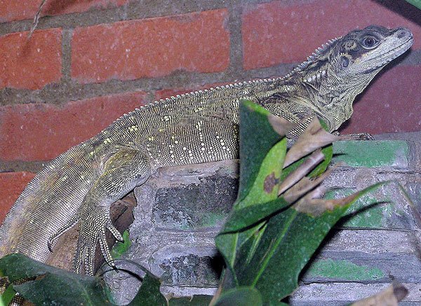 sailfin lizard