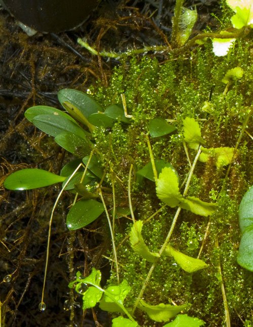 pluerothalli