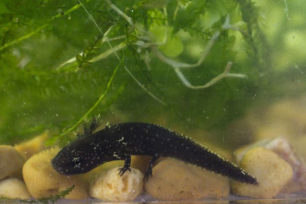 Warty newts
